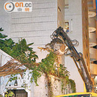 塌樹後<br>昨日倒塌的印度橡樹由吊臂車移走。