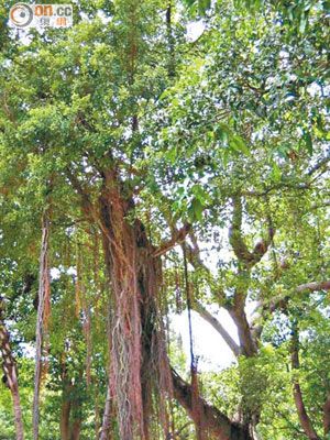康文署昨日移除感染了褐根病的古樹（LCSD YTM/65）。（康文署古樹名木冊網頁）