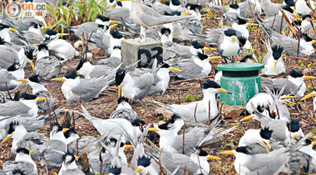 鐵墩島上瀕危的中華鳳頭燕鷗群。（Simba Chan/BirdLife提供）