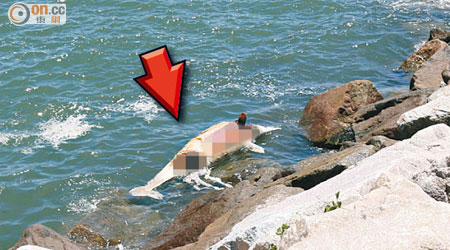 中華白海豚屍體（箭嘴示）被發現在石灘擱淺。（趙瑞麟攝）