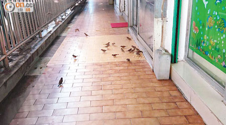 有商戶在西貢高勝樓商場餵飼野鳥，被指容易傳播禽流感。（讀者提供）