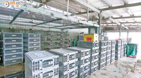 長沙灣臨時家禽批發市場停供內地活雞時更見冷清。