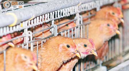 由於兩地在禽流感病毒是否屬高致病性上存在分歧，令內地活雞復供一再延遲。