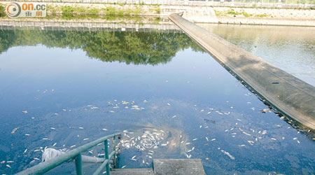 明渠內出現大量死魚。（黃君堡攝）