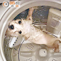 早前有人上載洗衣機虐狗照片，惹起全城震怒。