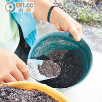 種薑方法<br>先把花盆以泥土填滿一半。