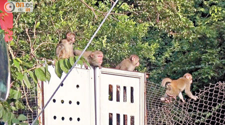 一家四口猴家庭在村外出沒，並不怕人。（賴南秋攝）