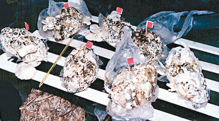 外國有科學家研究用尿片來種菇，可以減少廢物。（互聯網圖片）