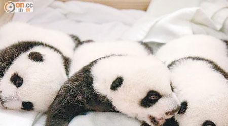 長隆野生動物世界大熊貓三胞胎，順利開眼且健康狀況良好。