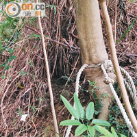 樹綁麻繩<br>約兩米長的麻繩綁於樹幹。