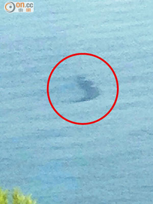 銀線灣泳灘對開發現疑似鯊蹤（紅圈示）。（讀者提供）