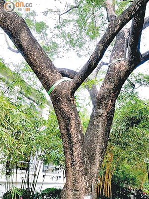 九龍公園內一棵大葉合歡古樹昨被移除。（政府圖片）