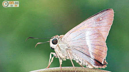 綠色力量首次在梅窩發現「緯帶趾弄蝶」。（許鎮東提供）