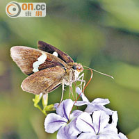 「窄紋袖弄蝶」以往在港從沒有記錄，綠色力量上月首次在梅窩發現其足迹。（Richard Hou提供）