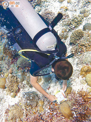 學生潛入水底監察珊瑚生長。