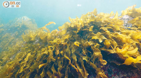 海底海藻過多，會影響珊瑚生長。