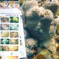 學生需辨認珊瑚的品種，並記錄作統計。