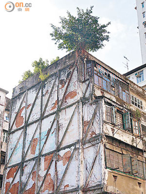 油麻地<br>油麻地廟街一座殘舊不堪的唐樓，屋頂天台邊緣長出一棵高約三米，枝葉繁盛的大樹。