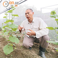 阿榮的農田設有溫室，保護農作物。