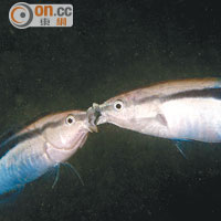 滘西洲拍攝到一對裂唇魚親嘴的照片，獲得今屆潛攝大賽攝影微距照片組冠軍。