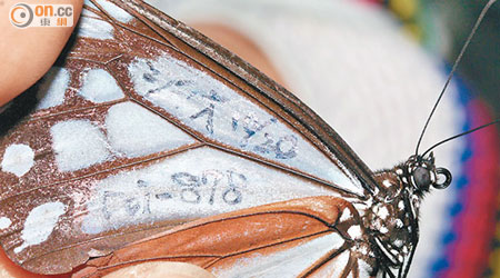 被記有記號的大絹斑蝶由日本飛到本港。（潘瑞輝提供）
