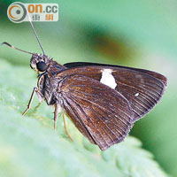 環保協進會於鳳園蝴蝶保育區內，首度發現窄紋袖弄蝶。（環保協進會提供）