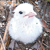 繁殖計劃成功繁殖十三隻中華鳳頭燕鷗幼鳥。