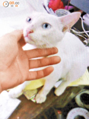 失蹤的白毛藍眼貓。（沈厚錚攝）