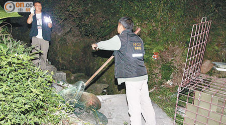 漁護署人員用網將受傷野豬制服。