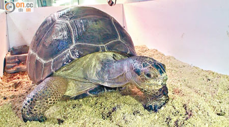 亞達伯拉象龜身價高達十二萬元。
