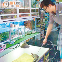 水族店東主陳先生指，內地寵物龜供不應求，可能不法之徒偷取龜隻後走私圖利。