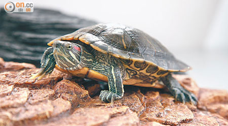 「巴西龜」價錢便宜，入手門檻低，因此成為常被棄養的品種。