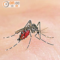 誘蚊產卵器指數是監察白紋伊蚊活躍情況重要指標。（資料圖片）