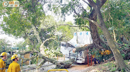 大埔林村前年塌樹，擊中途經貨車，一名跟車工人身亡。（資料圖片）