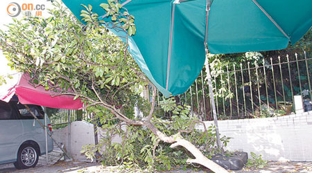 塌下的樹椏壓毀停車場的帆布篷。（吳欽旺攝）