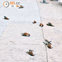 十一隻雀屍昨午驚現旺角山東街行人路上。