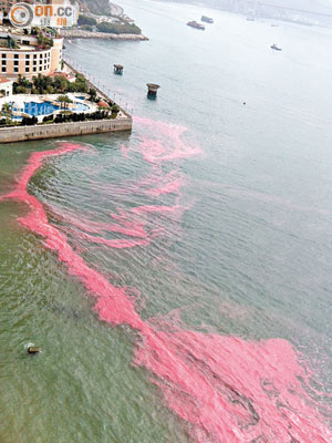 麗都灣<BR>汀九村麗都灣海面出現大片粉紅色懸浮物。（讀者提供圖片）