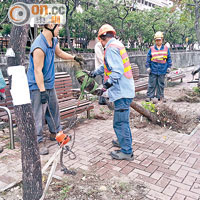 政府亂種樹過程 2<br>事隔不足一周，當局派員速速移除樟樹。