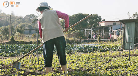 本地農業不斷萎縮，農民正刻苦地自力更生。（鄧宇航攝）