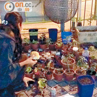 佔領人士「復耕」，於行人路重新擺放盆栽植物。