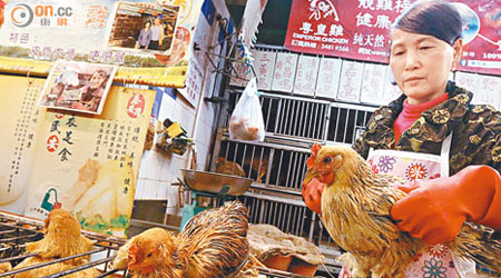 九龍城街市雞販玲姐停雞期間生意額大跌六成，昨取得五十隻活雞應市。（陳章存攝）