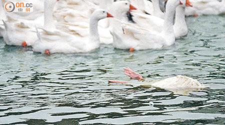 台灣桃園大園區一心屠宰場爆發禽流感，場內池塘偶見死亡的鵝隻。（中央社圖片）