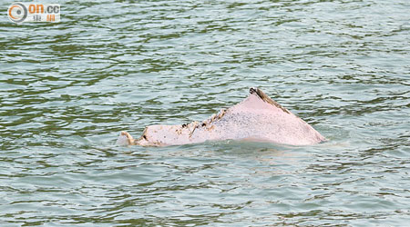 在大澳海面發現的中華白海豚，背部受傷。（資料圖片）