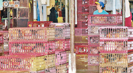 香港<br>本地雞恢復在長沙灣「出場」，但零售價未顯著回落。