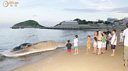 2004年 石澳<br>石澳後灘曾有巨型鬚鯨屍，引來多名遊客和村民觀看。