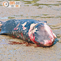 2014年 大埔<br>去年大埔新娘潭鳳坑村石灘發現罕有小抹香鯨擱淺，屍身嚴重腐爛。