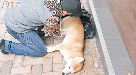 菲傭目睹柴犬屍體激動痛哭。（鄧業榆攝）