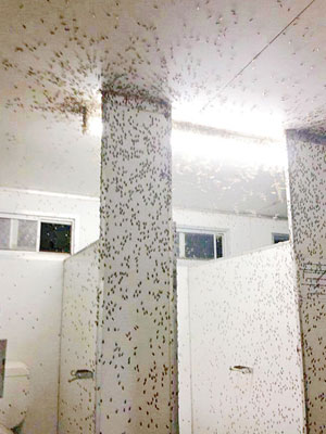 公廁滿布昆蟲，非常恐怖。（互聯網圖片）