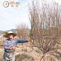 香橋欽坦言不少花農為保桃花而投放大量人力物力，預計今年桃花會加價兩成。