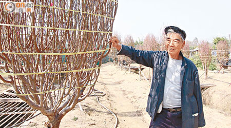 馮先生指桃紅色、花瓣及花蕾較多的桃花較受歡迎。